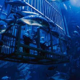 Dubai Aquarium & Underwater Zoo: Entry Ticket + Penguin Encounter 9
