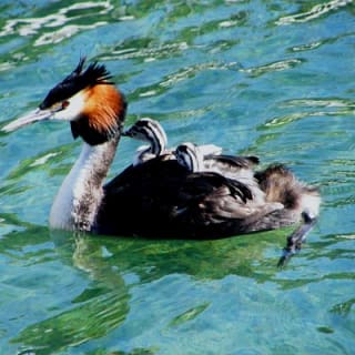 Million Dollar Cruise in Queenstown 6