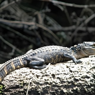 Visita guiada por el río Loxahatchee, un lugar salvaje y pintoresco 2
