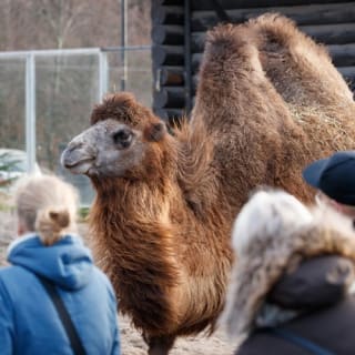 Copenhagen ZOO : billet coupe-file 26