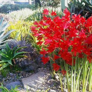 Entrada general para el Ruth Bancroft Garden 4