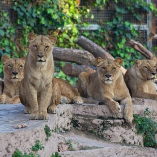 Entradas para el Zoo de Barcelona 1