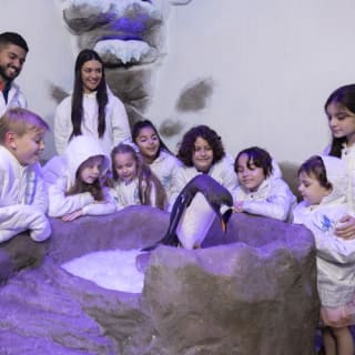 Dubai Aquarium & Underwater Zoo: Entry Ticket + Penguin Encounter 23