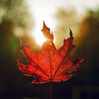 Hojas de otoño 9 1