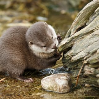 Copenhagen ZOO : billet coupe-file 28