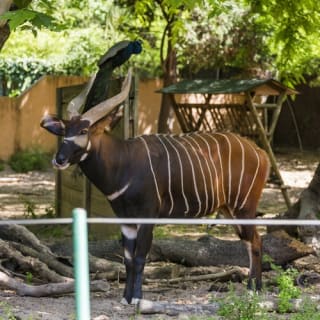 Entradas para el Zoo de Barcelona 4