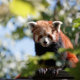 Copenhagen ZOO : billet coupe-file 29