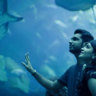 Dubai Aquarium & Underwater Zoo: Entry Ticket + Penguin Encounter 40