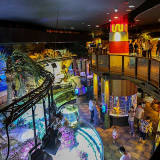 Dubai Aquarium & Underwater Zoo: Entry Ticket + Penguin Encounter 46