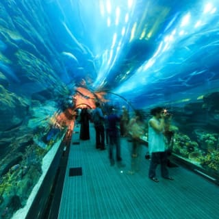 Dubai Aquarium & Underwater Zoo: Entry Ticket + Penguin Encounter 55