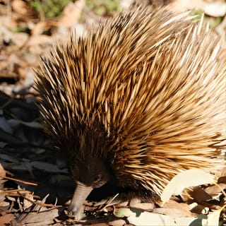 Kangaroo Island in a Day Tour da Adelaide 2