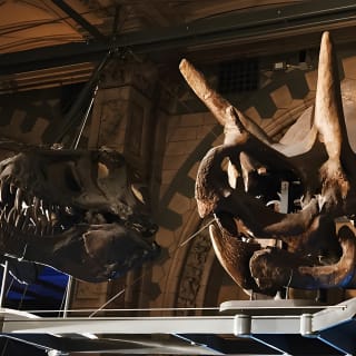 Museo de Historia Natural de Londres - Visita guiada privada al museo 2