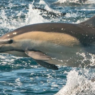 Newport Beach: crociere per balene e delfini tutto l'anno 1