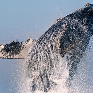 Newport Beach: crociere per balene e delfini tutto l'anno 2