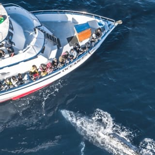 Newport Beach: crociere per balene e delfini tutto l'anno 3