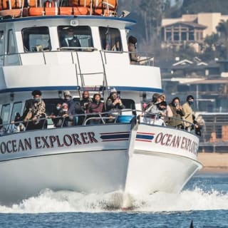 Newport Beach: crociere per balene e delfini tutto l'anno 4