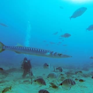 Los Cristianos: Clase guiada de buceo 2