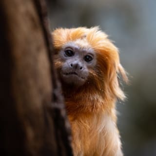 Copenhagen ZOO : billet coupe-file 41