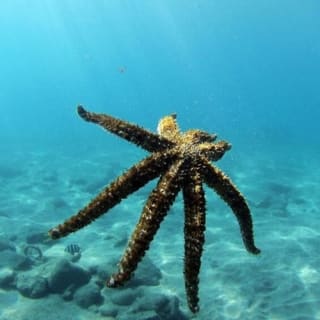 Los Cristianos: Clase guiada de buceo 3