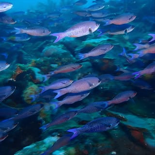 Minicurso de buceo de un día - Discover Scuba Diving 7