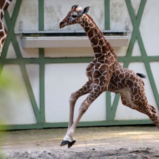 ARTIS Amsterdam Royal Zoo & Micropia: Eintrittskarte ohne Warteschlange 10