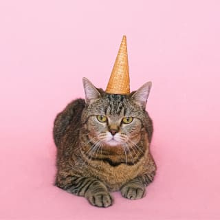 Día de los animales 4 1