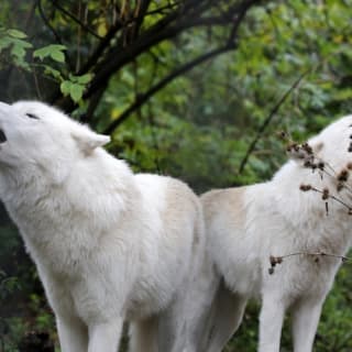 ARTIS Amsterdam Royal Zoo & Micropia: Eintrittskarte ohne Warteschlange 13