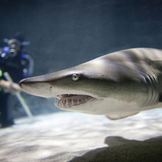 SEA LIFE Kelly Tarlton's Aquarium 2