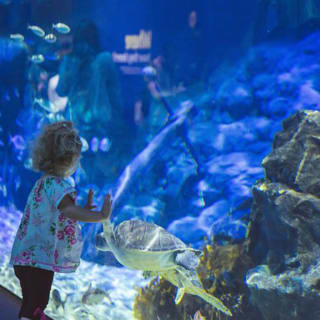 SEA LIFE Kelly Tarlton's Aquarium 3
