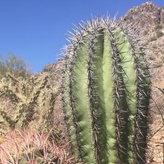 Amazing 2-Hour Guided Hiking Adventure in the Sonoran Desert 9