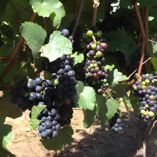 Willamette Valley Wine Tasting Tour from Portland 3