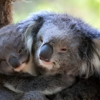 1 day Puffing Billy Steam Train and Wildlife Tour from Melbourne 2