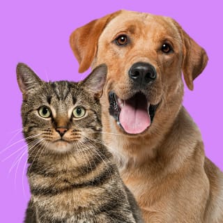PETFEST 3