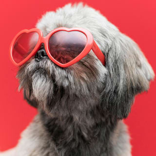 PETFEST 5