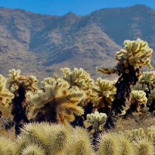 Amazing 2-Hour Guided Hiking Adventure in the Sonoran Desert 11