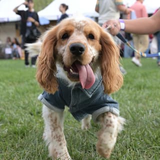 PETFEST 7