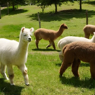 Guided Lilymoore Alpaca Farm Tour 4