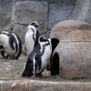 Copenhagen ZOO : billet coupe-file 53