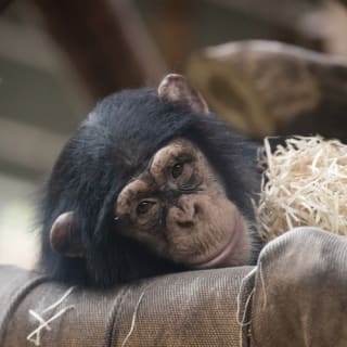 Copenhagen ZOO : billet coupe-file 63