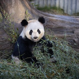 Copenhagen ZOO : billet coupe-file 67