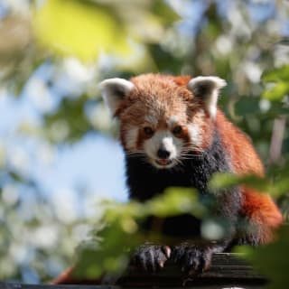 Copenhagen ZOO : billet coupe-file 68