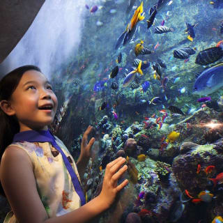 Aquaventure Waterpark + Lost Chambers Aquarium 1
