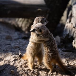Copenhagen ZOO : billet coupe-file 74