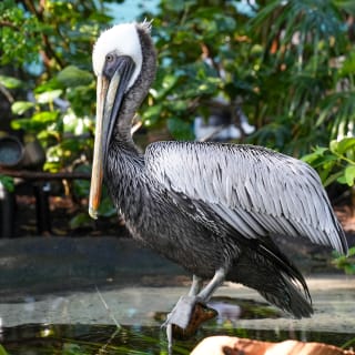 Acuario de Florida: Entrada 9