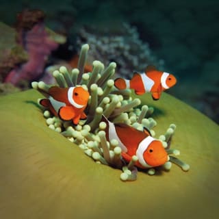 Palma Aquarium: Free entry + Optional 3D Aquadome Cinema 4