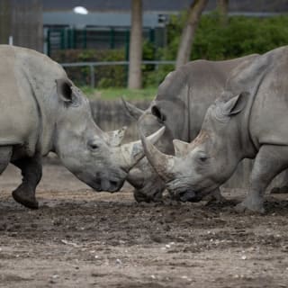 Copenhagen ZOO : billet coupe-file 78