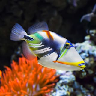Palma Aquarium: Free entry + Optional 3D Aquadome Cinema 5
