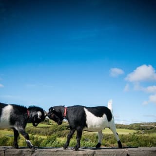 Guided Doolin Cave Tour: Experience Europe's Largest Stalactite 4