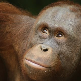 Lombok Wildlife Park: Entry Ticket 6