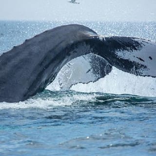 Boston Whale Watching Cruise by High-Speed Catamaran 3